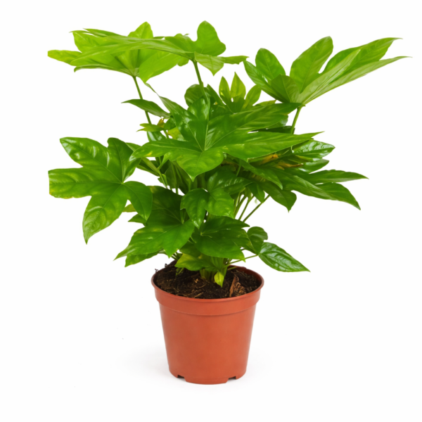 Фатсия Aralia japonica