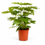 Фатсия Японика
