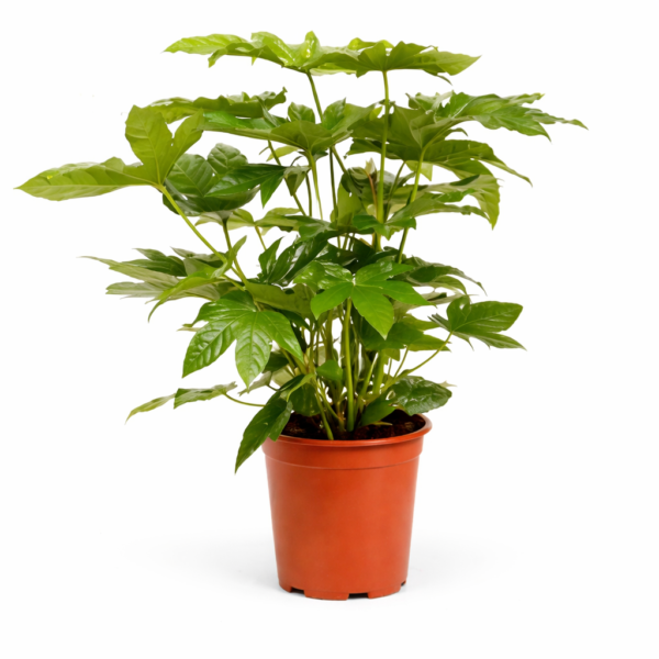 Фатсия Японика