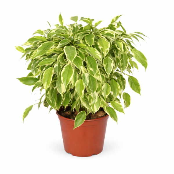 Фикус Бенджамина Кинки