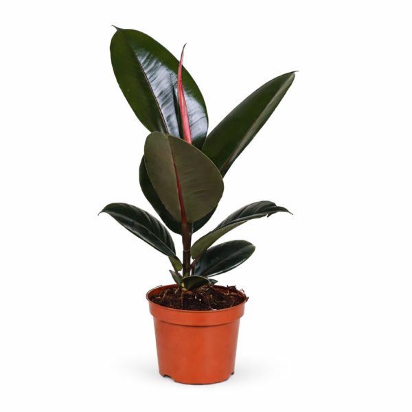 Фикус Эластика Абиджан