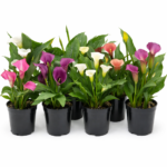 Калла комнатная
