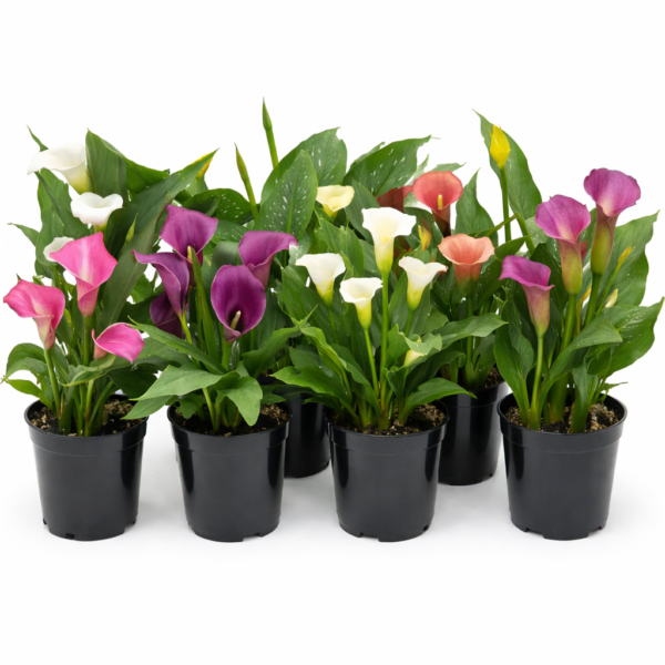 Калла комнатная