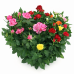 Роза комнатная