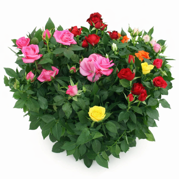 Роза комнатная