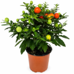 Соланум перцевидный Floret