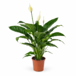 Спатифиллум