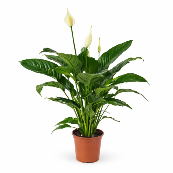 Спатифиллум