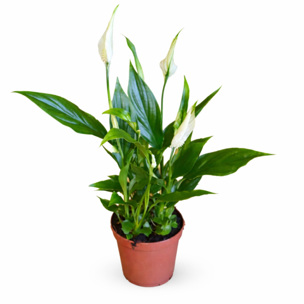Спатифиллум «Кватро» (Spathiphyllum)