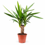 Юкка 1 ствольная