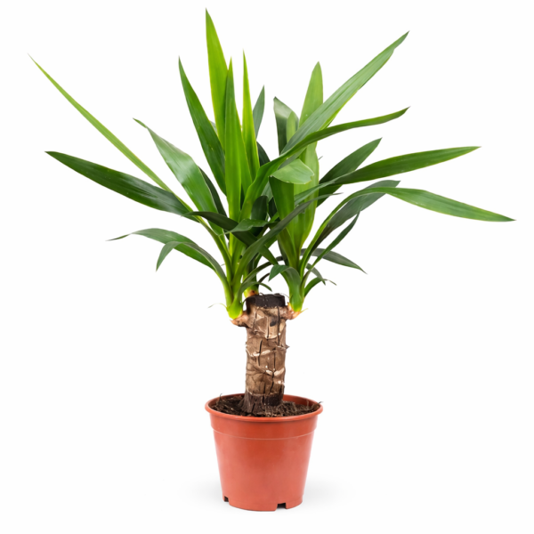 Юкка 1 ствольная