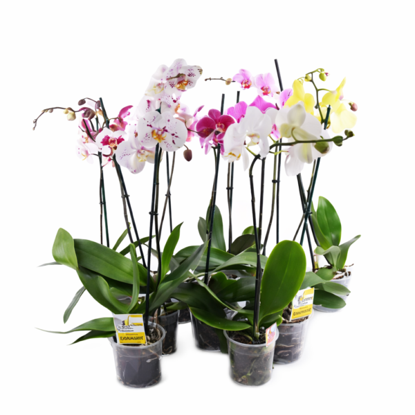 Орхидея Фаленопсис