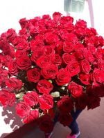 101 Элитная роза Explorer