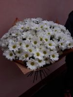Белая хризантема 25 шт