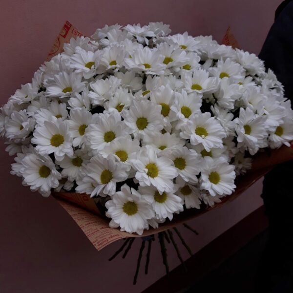 Белая хризантема 25 шт