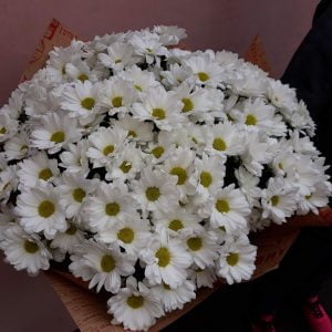 Белая хризантема 25 шт