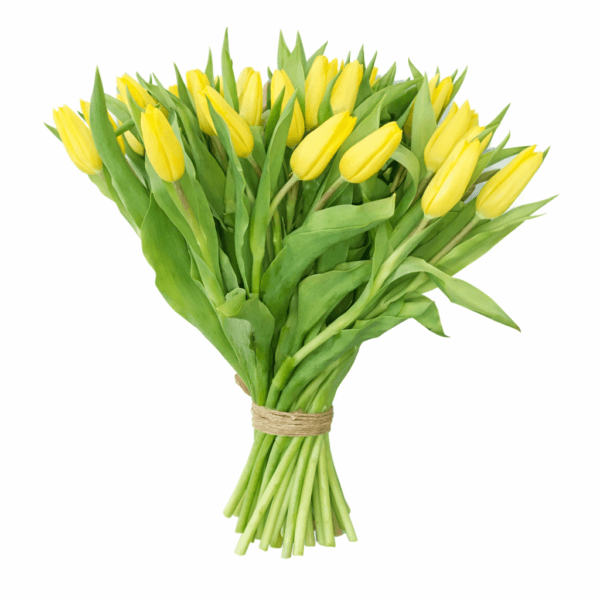 39 желтых тюльпанов