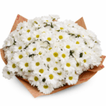 Белая хризантема 25 шт