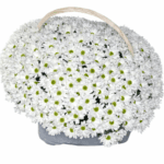 Корзина с ромашковой хризантемой 41 шт