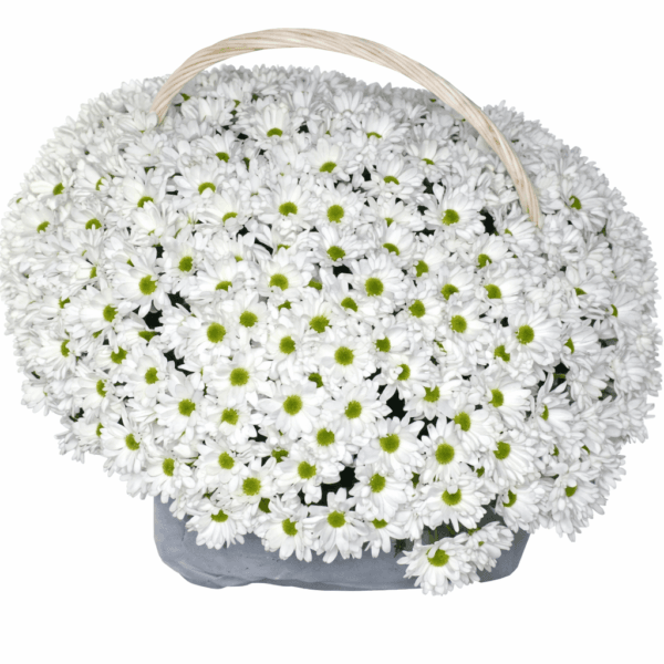 Корзина с ромашковой хризантемой 41 шт
