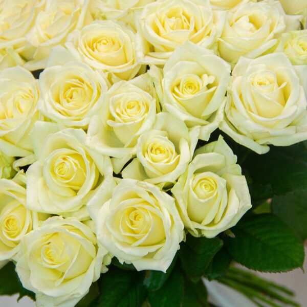 Белая роза 51 шт