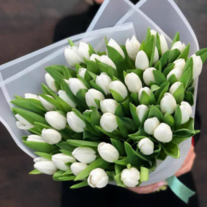 51 белый тюльпан