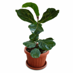 Фикус Лира (Ficus lyrata) – Лировидный Фикус