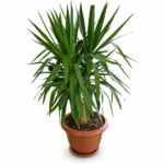 Юкка 1 ствольная большая