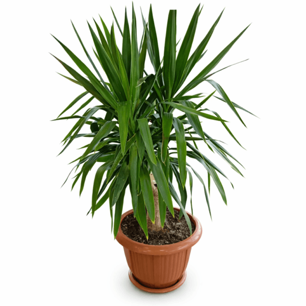 Юкка 1 ствольная большая