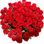 101 Элитная роза Explorer