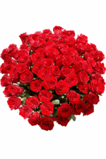 101 Элитная роза Explorer