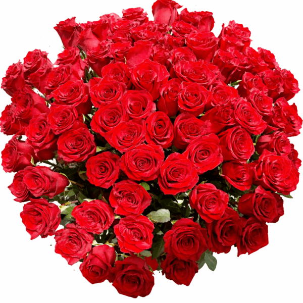 101 Элитная роза Explorer