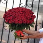 51 Роза сорт гран-при