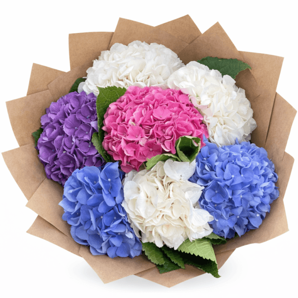 Гортензия 7штук