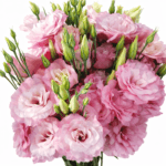 Букет из 35 веток эустомы