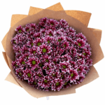 Хризантема 25 веток