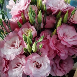 Цветы эустома