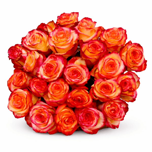 Роза Хай Меджик 25 шт