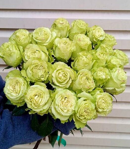 25 шт Зеленых роз вид сверху