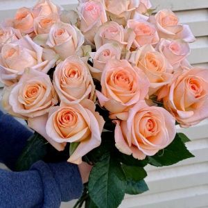 25 штук персиковых роз вид сверху