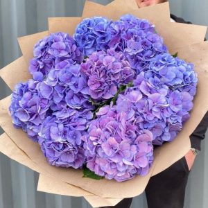 Гортензия 11 штук