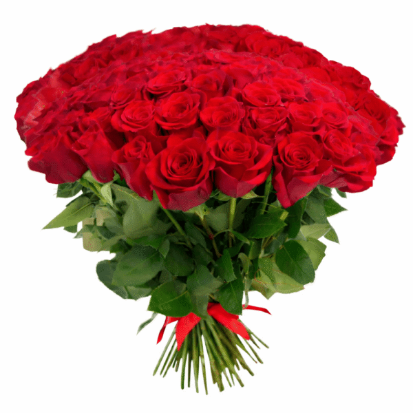 51шт красная роза Эквадор