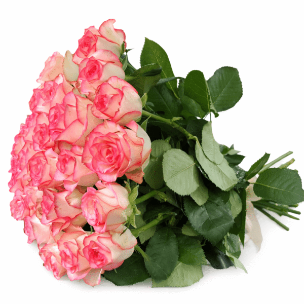 Роза Джумилия 25 штук