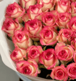 51 роза Джумилия крупным планом