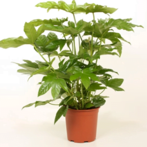 Фатсия Японика