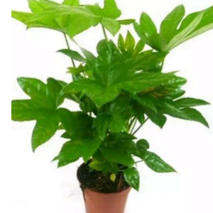 Фатсия Aralia japonica