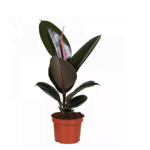 фикус эластика