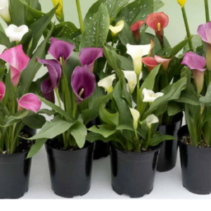 Калла комнатная