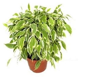 Фикус Бенджамина Кинки