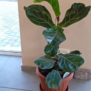 Фикус Лирата - Лировидный Фикус